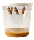 5 chrysalides hanging from white lid in clear cup with brown food at the bottom.