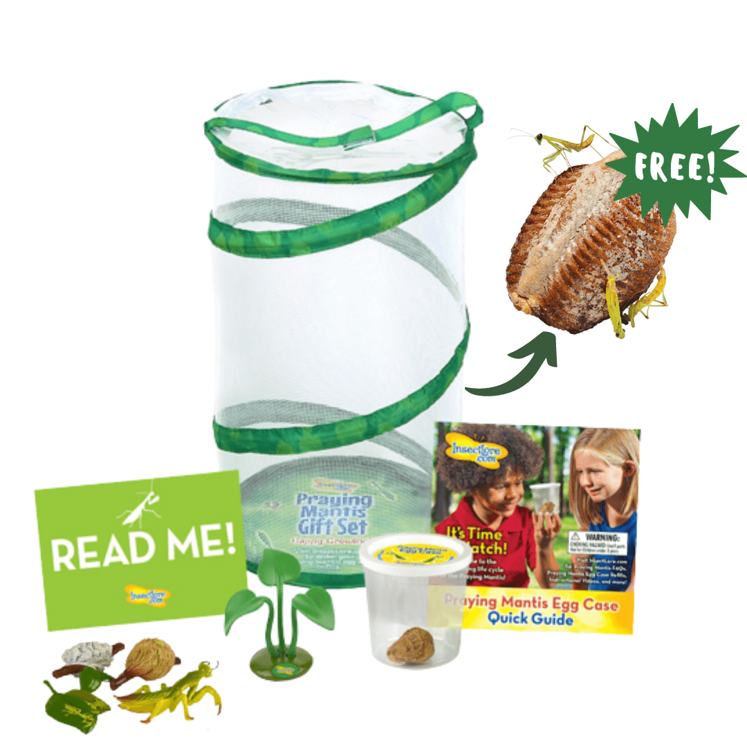 Buy a Praying Mantis Gift Set Get a 2nd Egg Case FREE!