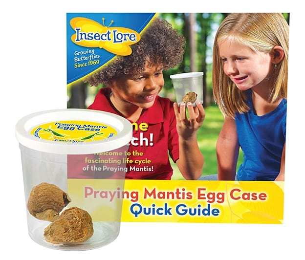 Two Praying Mantis egg cases in a clear cup with instructional guide