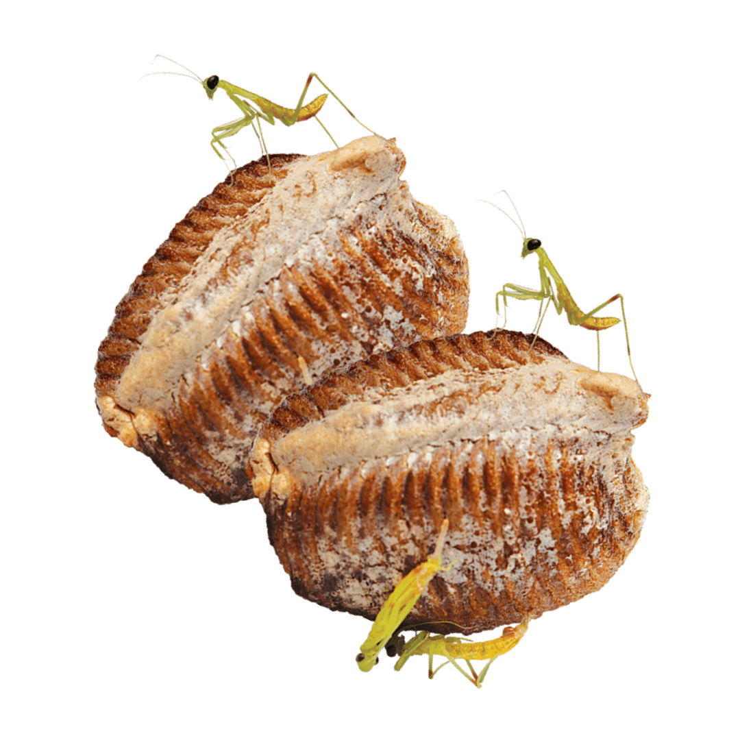 Two brown praying mantis egg cases with praying mantis nymphs