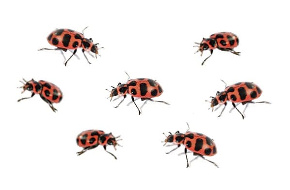 7 adult pink spotted ladybugs