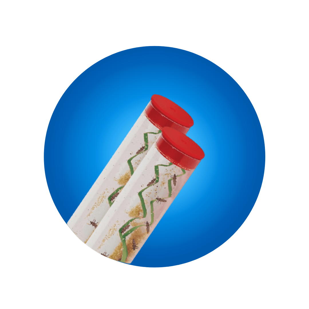 Two Tubes of Ladybug Larvae | Pink Spotted Ladybugs - Insect Lore