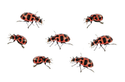 7 Adult Pink Spotted Ladybugs
