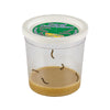 Clear cup of five baby caterpillars  with lid and brown food mixture at the bottom.
